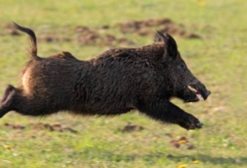 «Κινούμενοι» κίνδυνοι στους δρόμους της Λακωνίας