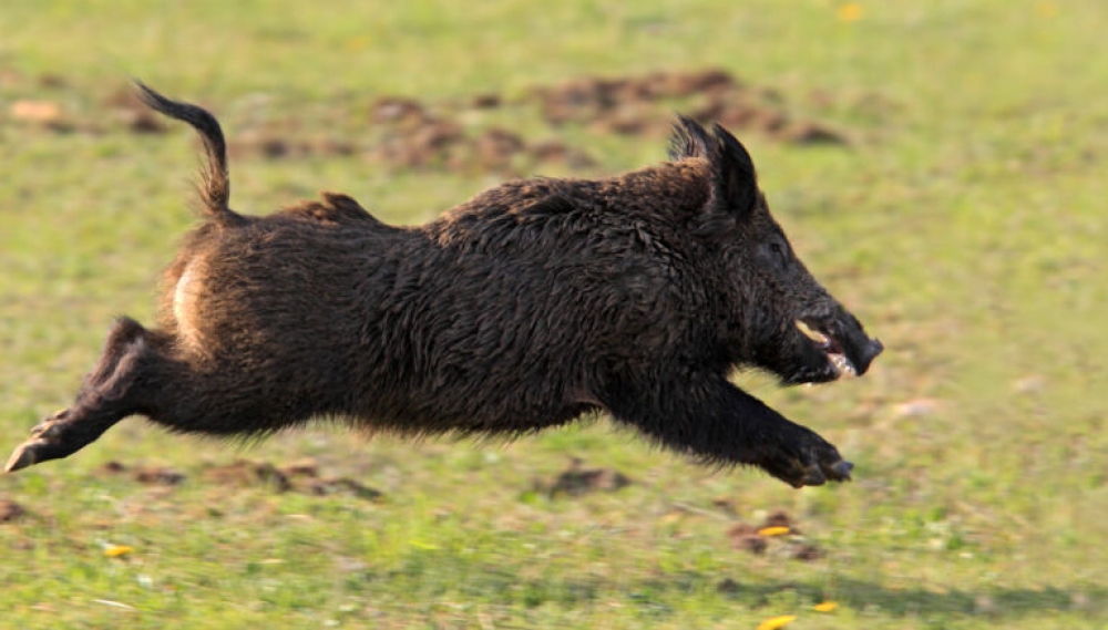 &laquo;&Kappa;&iota;&nu;&omicron;ύ&mu;&epsilon;&nu;&omicron;&iota;&raquo; &kappa;ί&nu;&delta;&upsilon;&nu;&omicron;&iota; &sigma;&tau;&omicron;&upsilon;&sigmaf; &delta;&rho;ό&mu;&omicron;&upsilon;&sigmaf; &tau;&eta;&sigmaf; &Lambda;&alpha;&kappa;&omega;&nu;ί&alpha;&sigmaf;