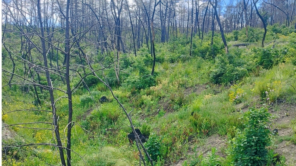 &Pi;ό&sigma;&omicron; &upsilon;&gamma;&iota;ή &epsilon;ί&nu;&alpha;&iota; &tau;&alpha; &epsilon;&lambda;&lambda;&eta;&nu;&iota;&kappa;ά &delta;ά&sigma;&eta;