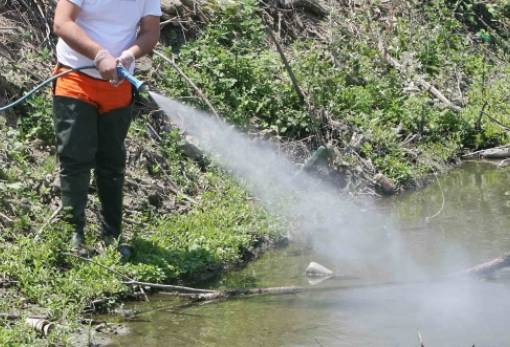 Υπολείμματα τοξικών εντομοκτόνων σε ελιές πλησίον του Ευρώτα