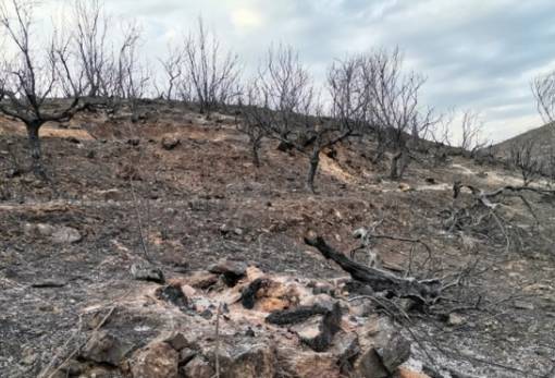 Πορίσματα για ζημιές από τη φωτιά του 2021 σε 8 κοινότητες της Ανατ. Μάνης
