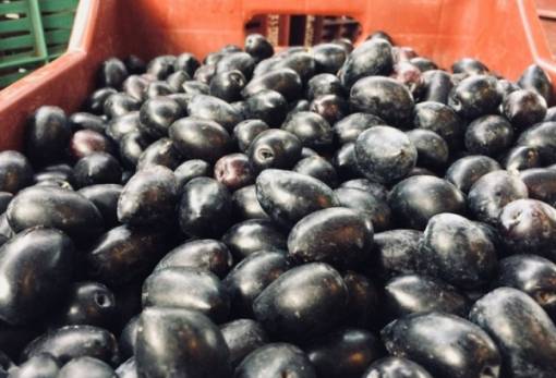 Το Επιμελητήριο Λακωνίας θωρακίζει την Ελιά Καλαμών