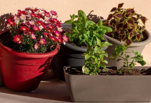 Το λάθος που κάνεις και «σκοτώνει» τα φυτά σου τις ημέρες του καύσωνα