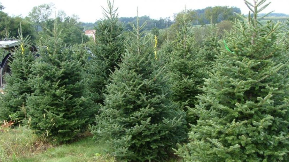 &Tau;&alpha; &chi;&rho;&iota;&sigma;&tau;&omicron;&upsilon;&gamma;&epsilon;&nu;&nu;&iota;ά&tau;&iota;&kappa;&alpha; &delta;έ&nu;&tau;&rho;&alpha; &delta;&epsilon;&nu; &epsilon;ί&nu;&alpha;&iota; &kappa;&alpha;&iota; &tau;ό&sigma;&omicron; &pi;&rho;ά&sigma;&iota;&nu;&alpha; ό&sigma;&omicron; &nu;&omicron;&mu;ί&zeta;&alpha;&mu;&epsilon;