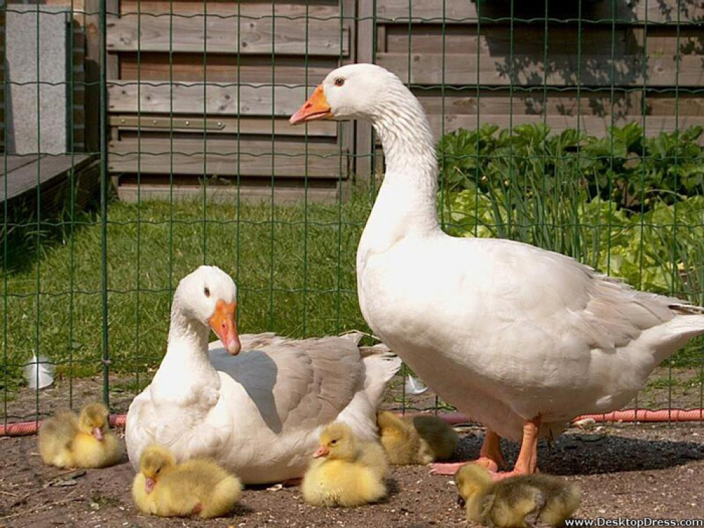 &Chi;&nu;&omicron;&upsilon;&delta;&omega;&tau;έ&sigmaf; &Delta;&iota;&alpha;&delta;&rho;&omicron;&mu;έ&sigmaf;: Ό&lambda;&alpha; ό&sigma;&alpha; &pi;&rho;έ&pi;&epsilon;&iota; &nu;&alpha; &gamma;&nu;&omega;&rho;ί&zeta;&epsilon;&tau;&epsilon; &gamma;&iota;&alpha; &nu;&alpha; &delta;&iota;&alpha;&tau;&eta;&rho;&epsilon;ί&tau;&epsilon; &mu;&iota;&alpha; &pi;ά&pi;&iota;&alpha; &omega;&sigmaf; &kappa;&alpha;&tau;&omicron;&iota;&kappa;ί&delta;&iota;&omicron;