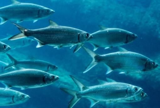 Κλιματική αλλαγή: H υπερθέρμανση των θαλασσών αλλάζει τη «συμπεριφορά» των ψαριών