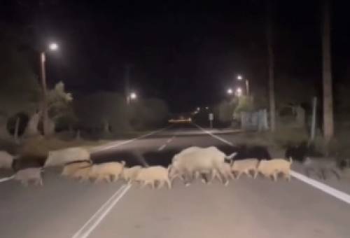 Βγήκαν βόλτα κι έπιασαν…«δημοσιά» αγριογούρουνα στον Μυστρά