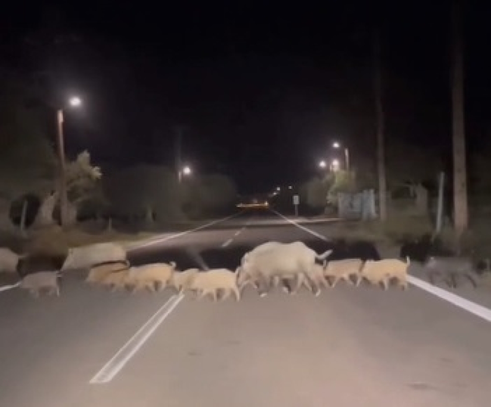 &Beta;&gamma;ή&kappa;&alpha;&nu; &beta;ό&lambda;&tau;&alpha; &kappa;&iota; έ&pi;&iota;&alpha;&sigma;&alpha;&nu;&hellip;&laquo;&delta;&eta;&mu;&omicron;&sigma;&iota;ά&raquo; &alpha;&gamma;&rho;&iota;&omicron;&gamma;&omicron;ύ&rho;&omicron;&upsilon;&nu;&alpha; &sigma;&tau;&omicron;&nu; &Mu;&upsilon;&sigma;&tau;&rho;ά