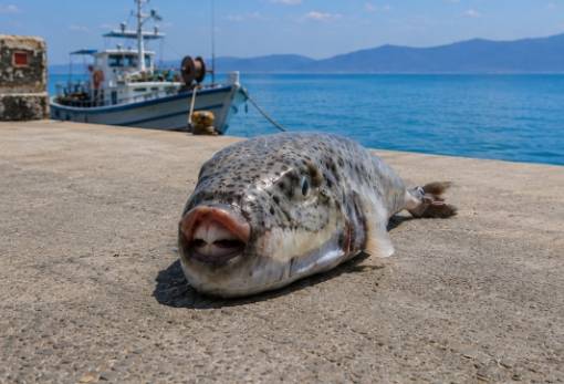 Τοξικά «δόντια» απειλούν το μεροκάματο των ψαράδων στη Λακωνία