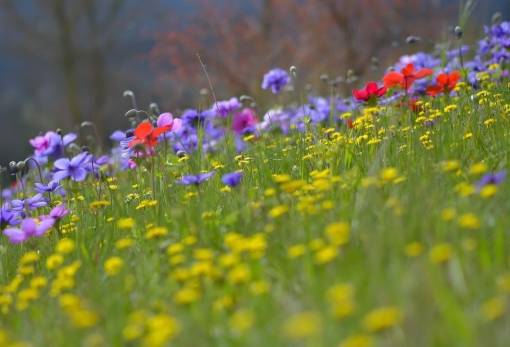 Γιορτή του Μάη στον Καταγιάννη από τον Σύλλογο Αμυκλών