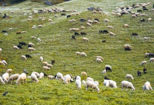 Παρατείνονται τα μέτρα για ευλογιά και πανώλη