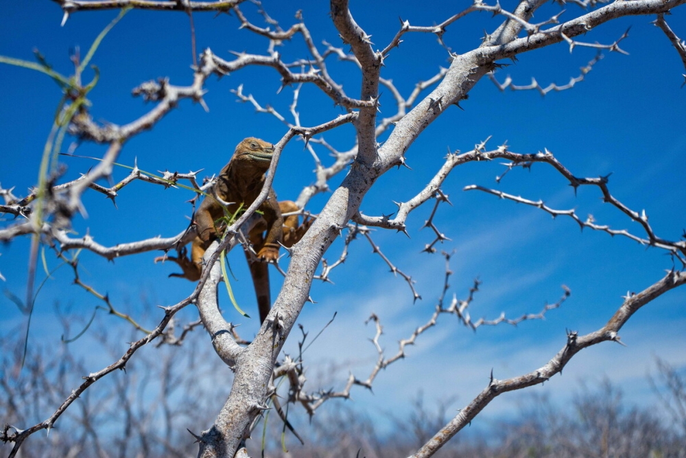 &Sigma;&tau;&eta; &Phi;&lambda;ό&rho;&iota;&nu;&tau;&alpha; &kappa;ά&nu;&epsilon;&iota; &tau;ό&sigma;&omicron; &kappa;&rho;ύ&omicron; &pi;&omicron;&upsilon; &iota;&gamma;&kappa;&omicron;&upsilon;ά&nu;&alpha; &mu;&pi;&omicron;&rho;&epsilon;ί &nu;&alpha; &pi;έ&sigma;&omicron;&upsilon;&nu;  &alpha;&pi;ό &tau;&alpha; &delta;έ&nu;&tau;&rho;&alpha;