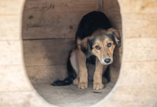Συνελήφθη για παραμέληση σκύλου στη Νεάπολη
