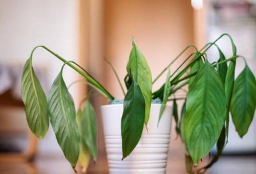 Tips για να μην ξεραθούν τα φυτά σας από την ζέστη