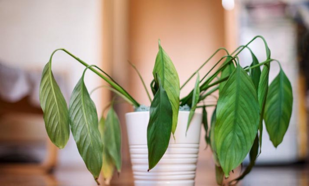 Tips &gamma;&iota;&alpha; &nu;&alpha; &mu;&eta;&nu; &xi;&epsilon;&rho;&alpha;&theta;&omicron;ύ&nu; &tau;&alpha; &phi;&upsilon;&tau;ά &sigma;&alpha;&sigmaf; &alpha;&pi;ό &tau;&eta;&nu; &zeta;έ&sigma;&tau;&eta;