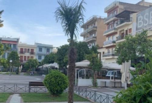 Νέοι φοίνικες στην πλατεία της Σπάρτης