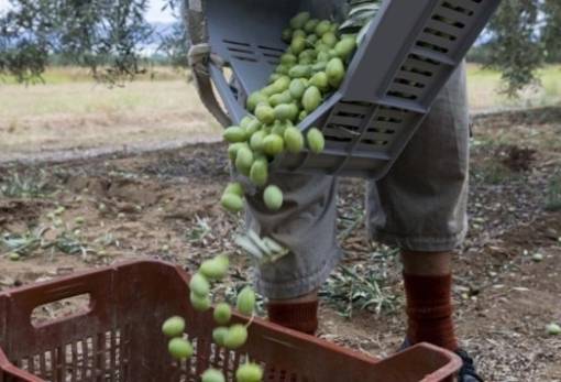 Εκμετάλλευση εργατών γης αποκαλύφθηκε ξανά στη Λακωνία