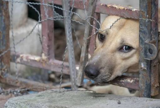 Σύλληψη άνδρα στη Σκάλα για παραμέληση των σκύλων του