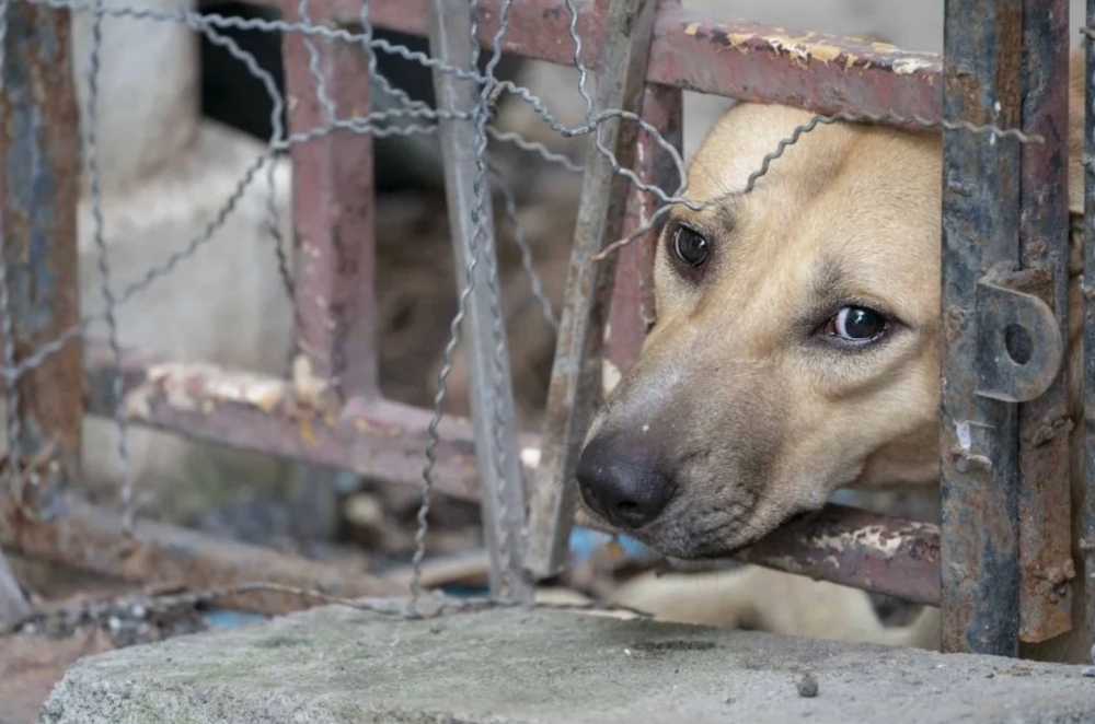 &Sigma;ύ&lambda;&lambda;&eta;&psi;&eta; ά&nu;&delta;&rho;&alpha; &sigma;&tau;&eta; &Sigma;&kappa;ά&lambda;&alpha; &gamma;&iota;&alpha; &pi;&alpha;&rho;&alpha;&mu;έ&lambda;&eta;&sigma;&eta; &tau;&omega;&nu; &sigma;&kappa;ύ&lambda;&omega;&nu; &tau;&omicron;&upsilon;