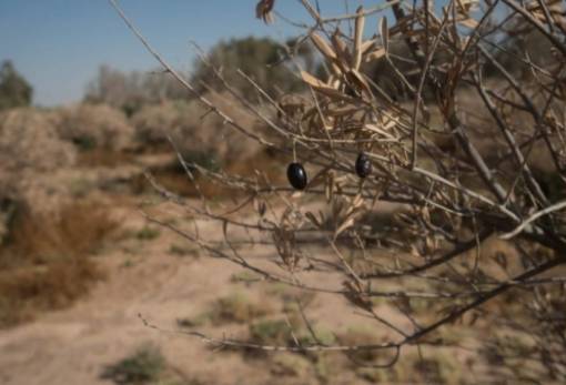 «Στεγνώνει» τη Λακωνία η πρωτόγνωρη ξηρασία
