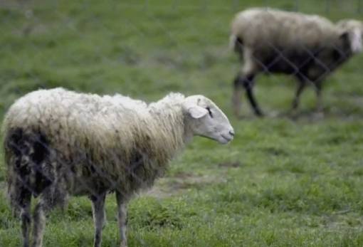Εξέλιξη Πανώλους μικρών μηρυκαστικών στην ΠΕ Κορινθίας