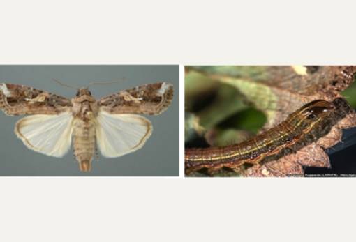 Χωρίς ανίχνευση του Spodoptera frugiperda η Λακωνία