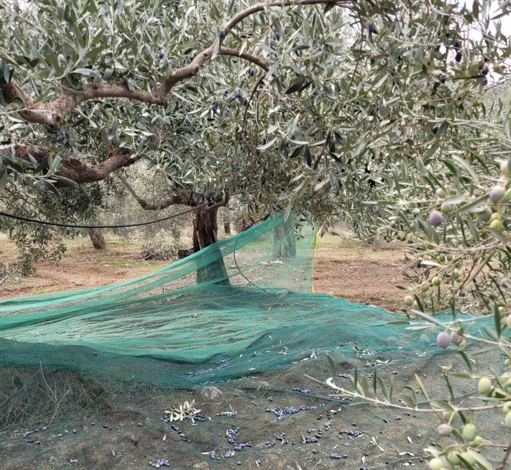 &Pi;&rho;&omicron;&sigma;&omicron;&chi;ή: &Kappa;&lambda;έ&phi;&tau;&epsilon;&sigmaf; &laquo;&kappa;&alpha;&rho;&alpha;&delta;&omicron;&kappa;&omicron;ύ&nu;&raquo; &sigma;&epsilon; &kappa;&tau;ή&mu;&alpha;&tau;&alpha;