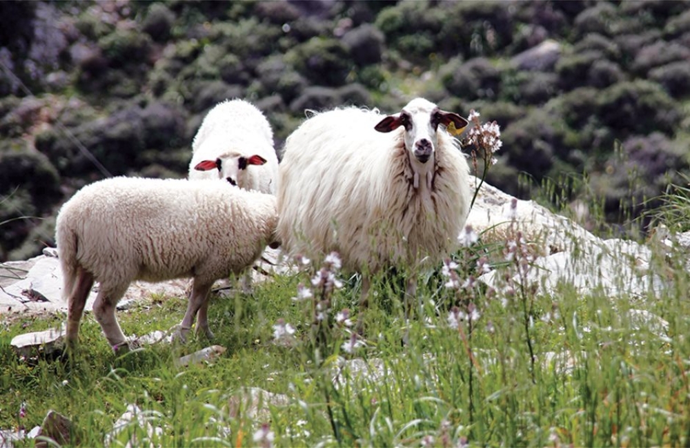 &Sigma;&upsilon;&nu;&alpha;&gamma;&epsilon;&rho;&mu;ό&sigmaf; &gamma;&iota;&alpha; &phi;&upsilon;&mu;&alpha;&tau;ί&omega;&sigma;&eta; &sigma;&epsilon; &alpha;&iota;&gamma;&omicron;&pi;&rho;ό&beta;&alpha;&tau;&alpha;