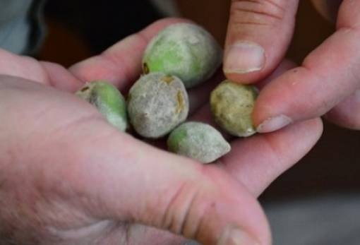 Κραυγή αγωνίας