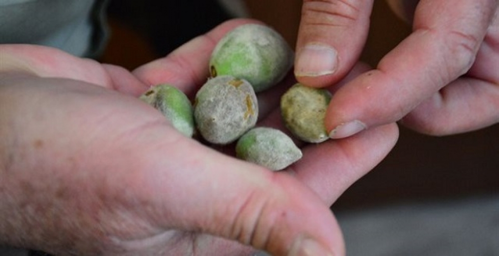 &Kappa;&rho;&alpha;&upsilon;&gamma;ή &alpha;&gamma;&omega;&nu;ί&alpha;&sigmaf;