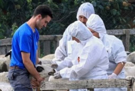 Επίδομα επικίνδυνης και ανθυγιεινής εργασίας για τους κτηνιάτρους των Περιφερειών