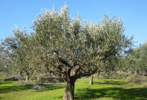 Μέχρι 25 Αυγούστου η υποβολή δηλώσεων ΟΣΔΕ