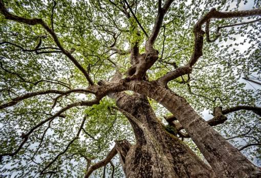 «Τα Δέντρα Μιλούν»