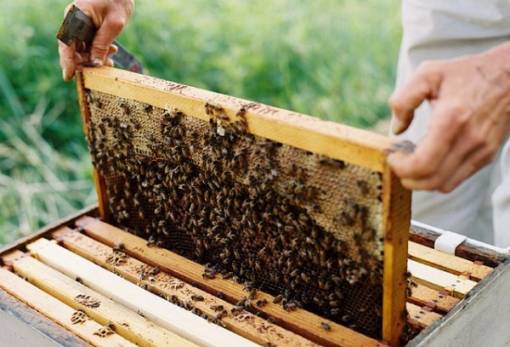 ΕΛΓΟ-ΔΗΜΗΤΡΑ: Δωρεάν ταχύρρυθμα προγράμματα  εκπαίδευσης για επαγγελματίες Μελισσοκόμους