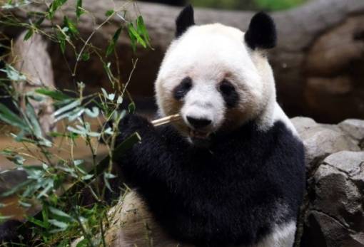 Η Ιαπωνία μένει χωρίς πάντα για πρώτη φορά από το 1972