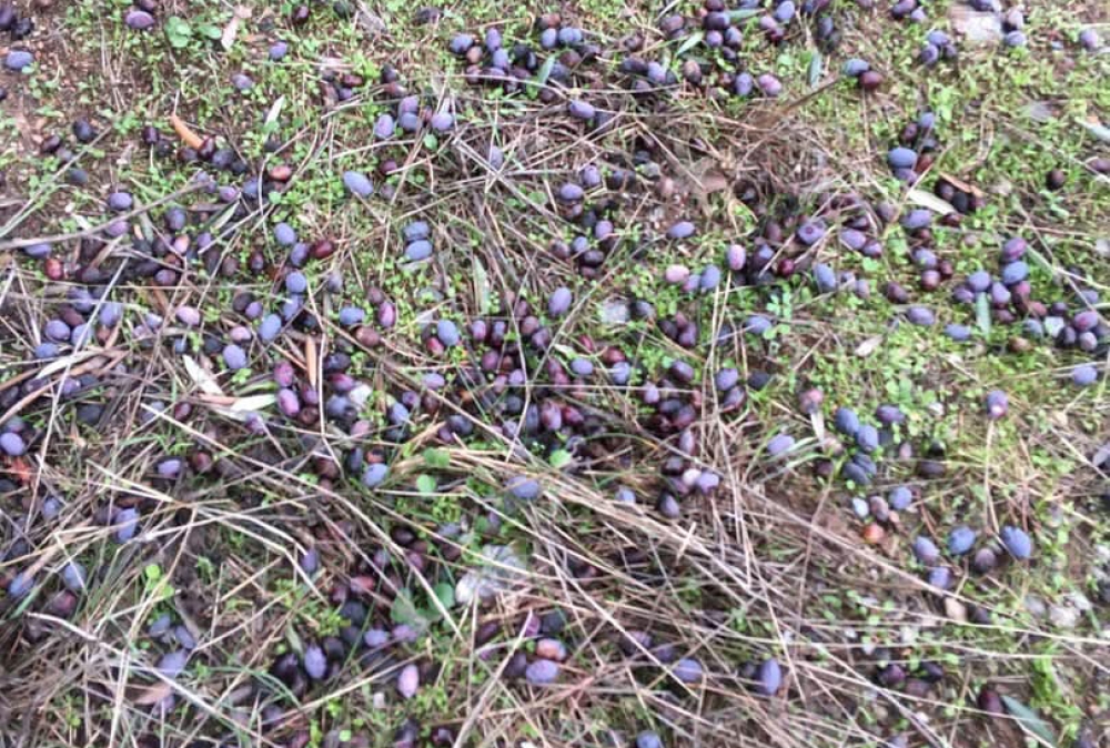 &laquo;&Sigma;ά&rho;&omega;&sigma;&epsilon;&raquo; &tau;&iota;&sigmaf; &epsilon;&lambda;&iota;έ&sigmaf; &tau;&omicron; &chi;&alpha;&lambda;ά&zeta;&iota; &sigma;&epsilon; &chi;&omega;&rho;&iota;ά &tau;&eta;&sigmaf; &Phi;ά&rho;&iota;&delta;&omicron;&sigmaf;