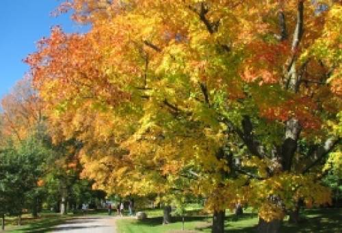 Καναδικά σφενδαμόδεντρα... έρχονται στη Σπάρτη