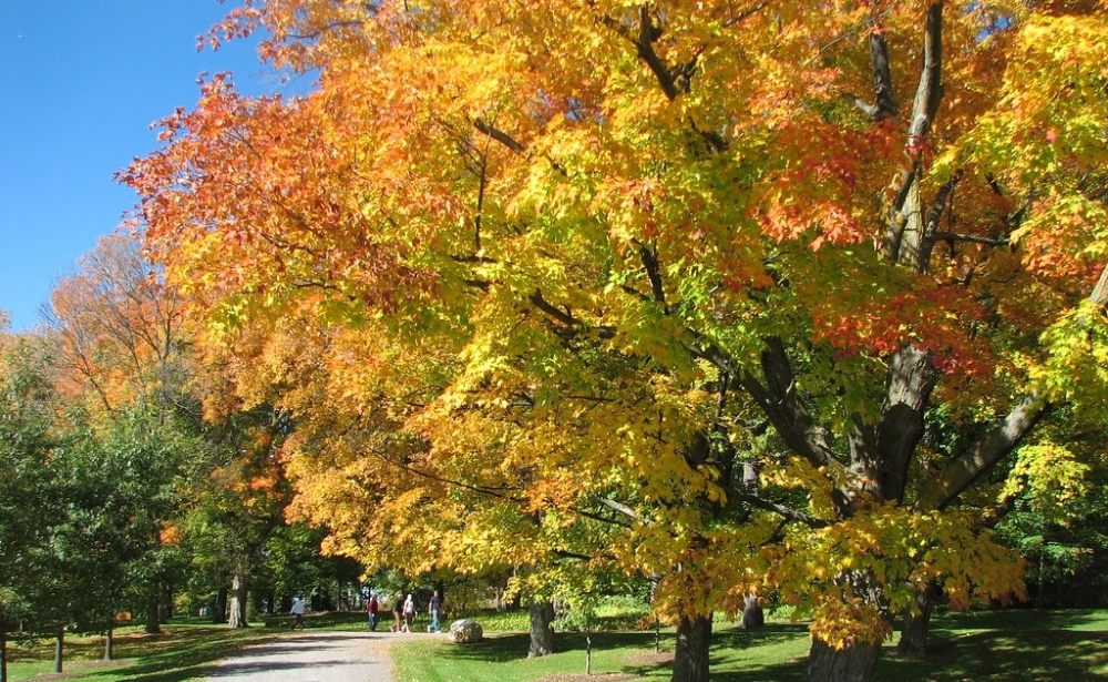 &Kappa;&alpha;&nu;&alpha;&delta;&iota;&kappa;ά &sigma;&phi;&epsilon;&nu;&delta;&alpha;&mu;ό&delta;&epsilon;&nu;&tau;&rho;&alpha;... έ&rho;&chi;&omicron;&nu;&tau;&alpha;&iota; &sigma;&tau;&eta; &Sigma;&pi;ά&rho;&tau;&eta;