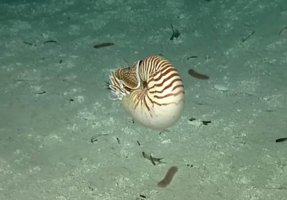 &Epsilon;&nu;&tau;&omicron;&pi;ί&sigma;&tau;&eta;&kappa;&epsilon; &theta;&alpha;&lambda;ά&sigma;&sigma;&iota;&omicron; &pi;&lambda;ά&sigma;&mu;&alpha; &alpha;&pi;ό &tau;&eta;&nu; &epsilon;&pi;&omicron;&chi;ή &tau;&omega;&nu; &delta;&epsilon;&iota;&nu;&omicron;&sigma;&alpha;ύ&rho;&omega;&nu;