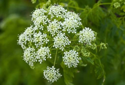 Θανατηφόρο δηλητηριώδες φυτό σε παραλίες της Αγγλίας