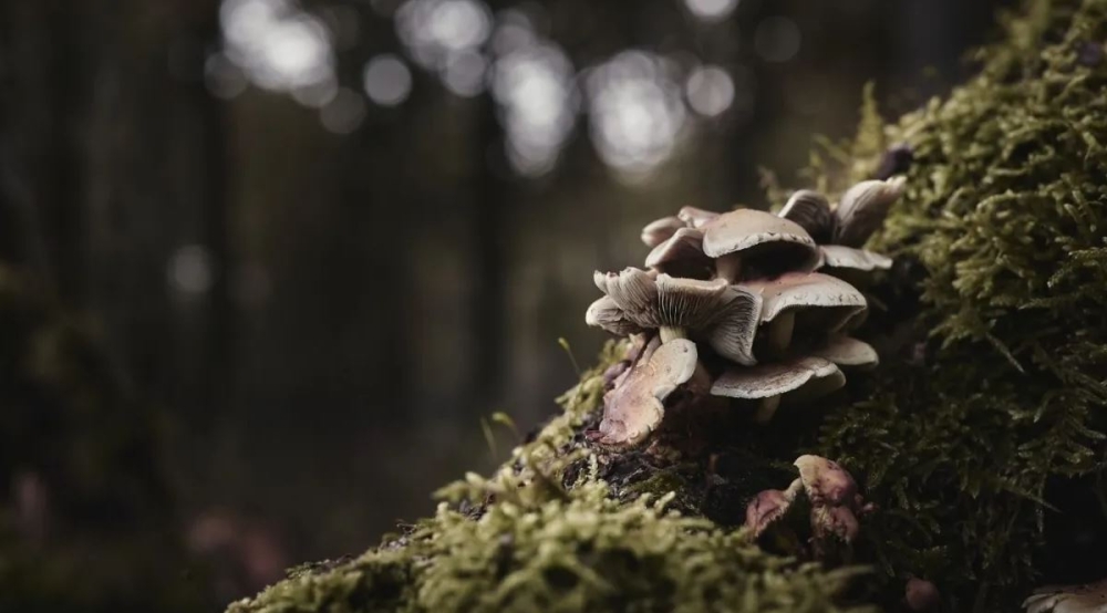 &Pi;ώ&sigmaf; &omicron;&iota; &laquo;&upsilon;&pi;&epsilon;&rho;&delta;&upsilon;&nu;ά&mu;&epsilon;&iota;&sigmaf;&raquo; &tau;&omega;&nu; &mu;&alpha;&nu;&iota;&tau;&alpha;&rho;&iota;ώ&nu; &alpha;&nu;&alpha;&gamma;&epsilon;&nu;&nu;&omicron;ύ&nu; &tau;&alpha; &delta;ά&sigma;&eta; &sigma;&epsilon; ό&lambda;&omicron; &tau;&omicron;&nu; &kappa;ό&sigma;&mu;&omicron;
