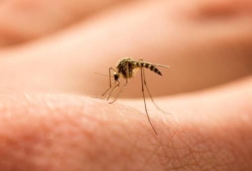 Καταγράφηκε το πρώτο κρούσμα ιού του δυτικού Νείλου στην Ελλάδα