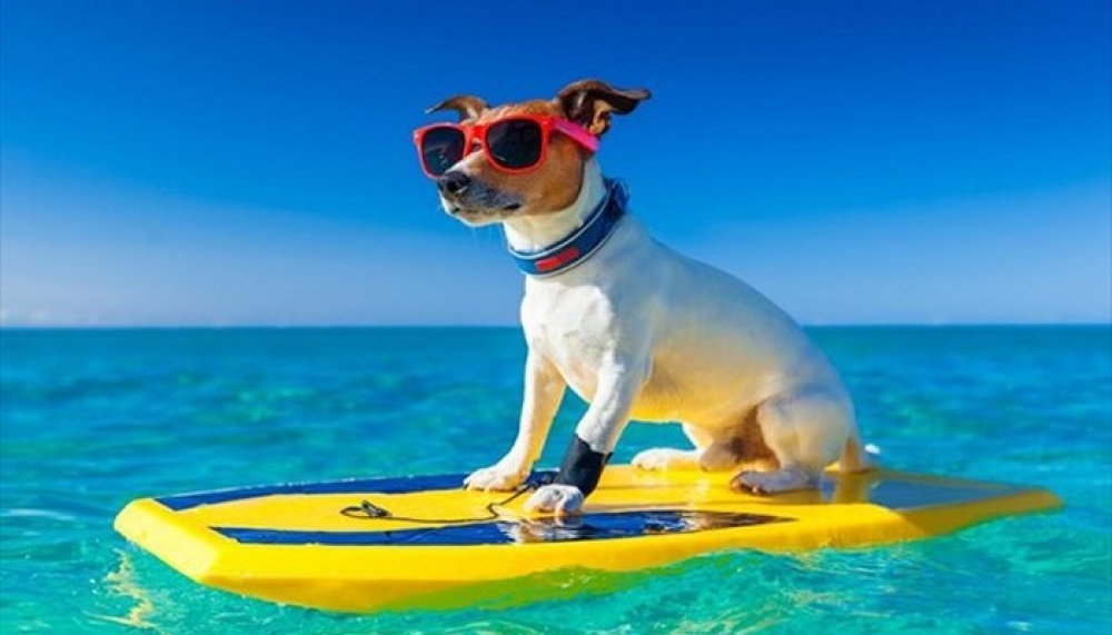 &Chi;&nu;&omicron;&upsilon;&delta;&omega;&tau;έ&sigmaf; &Delta;&iota;&alpha;&delta;&rho;&omicron;&mu;έ&sigmaf;: &Sigma;&kappa;ύ&lambda;&omicron;&sigmaf; &sigma;&tau;&eta; &theta;ά&lambda;&alpha;&sigma;&sigma;&alpha; &amp; &delta;&eta;&mu;ό&sigma;&iota;&omicron;&iota; &chi;ώ&rho;&omicron;&iota;