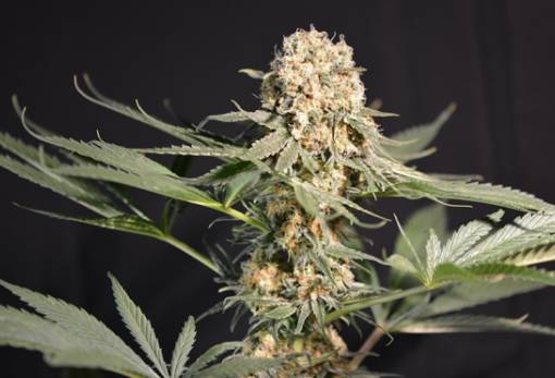 Καλλιεργούσε «φυτό» στο σπίτι του και συνελήφθη