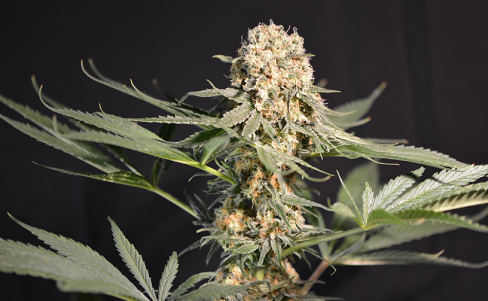 &Kappa;&alpha;&lambda;&lambda;&iota;&epsilon;&rho;&gamma;&omicron;ύ&sigma;&epsilon; &laquo;&phi;&upsilon;&tau;ό&raquo; &sigma;&tau;&omicron; &sigma;&pi;ί&tau;&iota; &tau;&omicron;&upsilon; &kappa;&alpha;&iota; &sigma;&upsilon;&nu;&epsilon;&lambda;ή&phi;&theta;&eta;