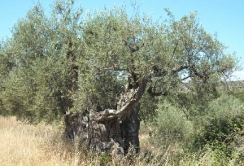 Η Ελιά της Καρίτσας: από την αιωνόβια ζωή στην αιωνιότητα της μνήμης