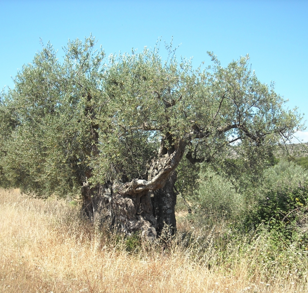 &Eta; &Epsilon;&lambda;&iota;ά &tau;&eta;&sigmaf; &Kappa;&alpha;&rho;ί&tau;&sigma;&alpha;&sigmaf;: &alpha;&pi;ό &tau;&eta;&nu; &alpha;&iota;&omega;&nu;ό&beta;&iota;&alpha; &zeta;&omega;ή &sigma;&tau;&eta;&nu; &alpha;&iota;&omega;&nu;&iota;ό&tau;&eta;&tau;&alpha; &tau;&eta;&sigmaf; &mu;&nu;ή&mu;&eta;&sigmaf;