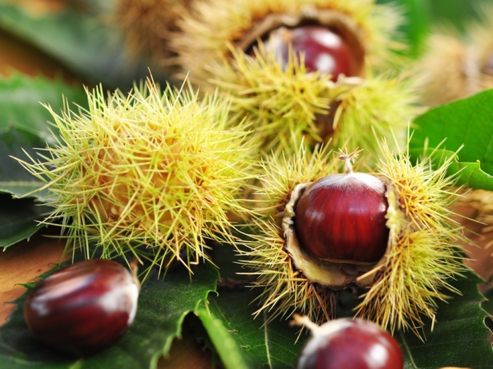 &Sigma;&epsilon; &alpha;&pi;ό&gamma;&nu;&omega;&sigma;&eta; &omicron;&iota; &kappa;&alpha;&sigma;&tau;&alpha;&nu;&omicron;&pi;&alpha;&rho;&alpha;&gamma;&omega;&gamma;&omicron;ί &tau;&omicron;&upsilon; &Pi;ά&rho;&nu;&omega;&nu;&alpha;