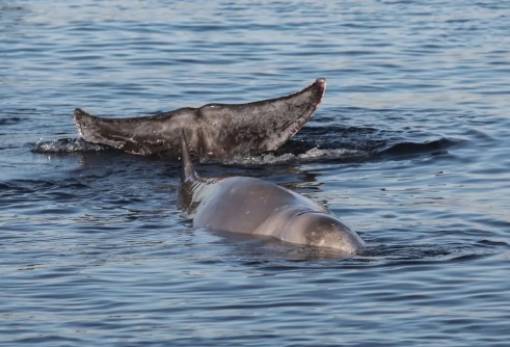 Πόσα κητώδη έχουμε τελικά στην Ελλάδα;