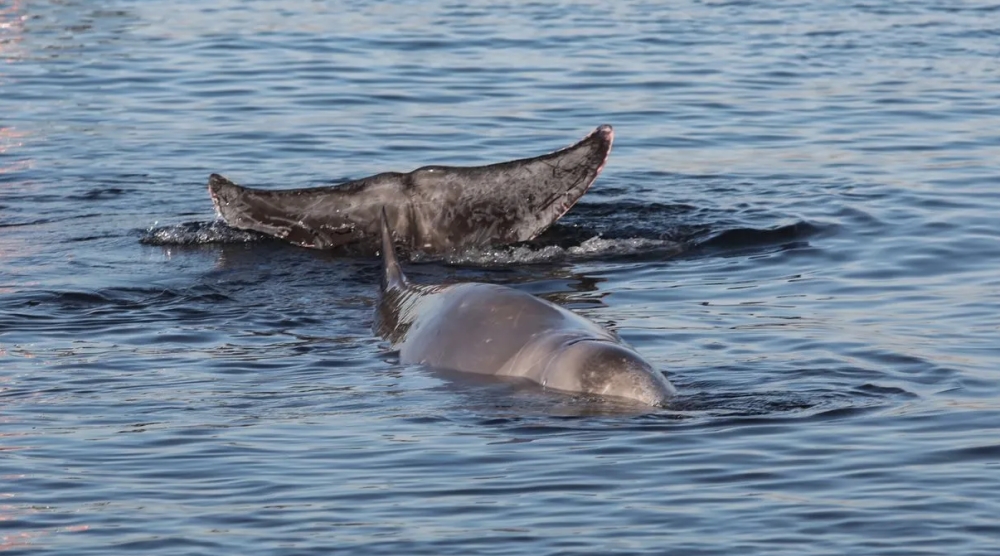 &Pi;ό&sigma;&alpha; &kappa;&eta;&tau;ώ&delta;&eta; έ&chi;&omicron;&upsilon;&mu;&epsilon; &tau;&epsilon;&lambda;&iota;&kappa;ά &sigma;&tau;&eta;&nu; &Epsilon;&lambda;&lambda;ά&delta;&alpha;;